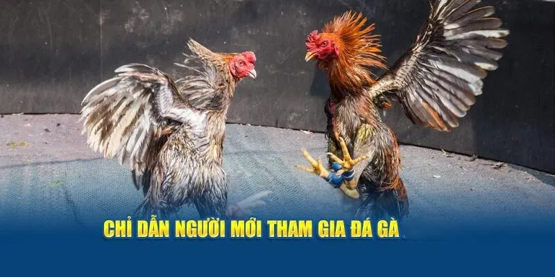 Chỉ dẫn người mới tham gia đá gà OK9