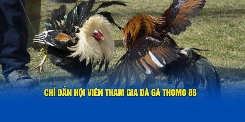 Chỉ dẫn hội viên tham gia đá gà thomo 88 tại OK9 